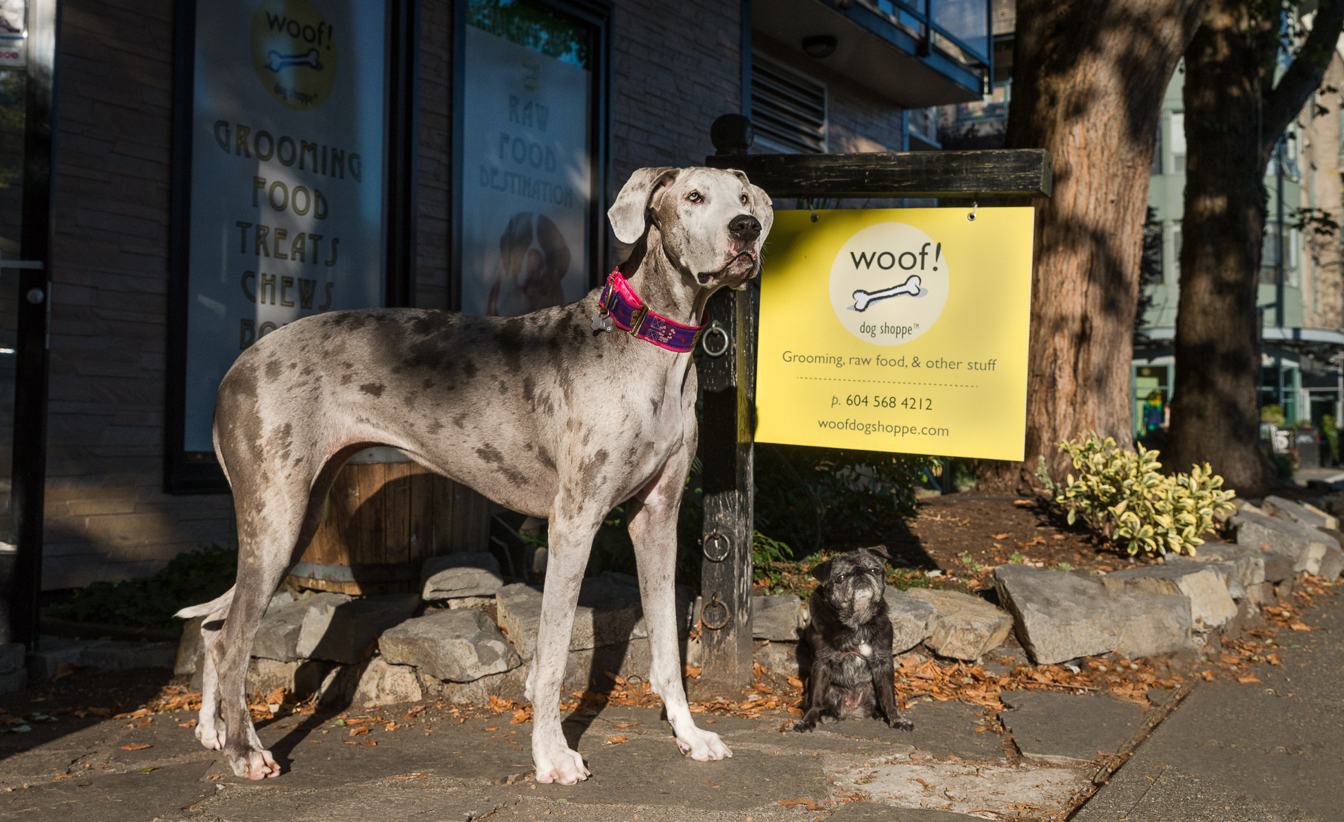 Woof dog hot sale store